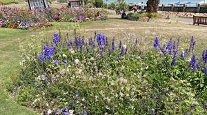 Perennial planting